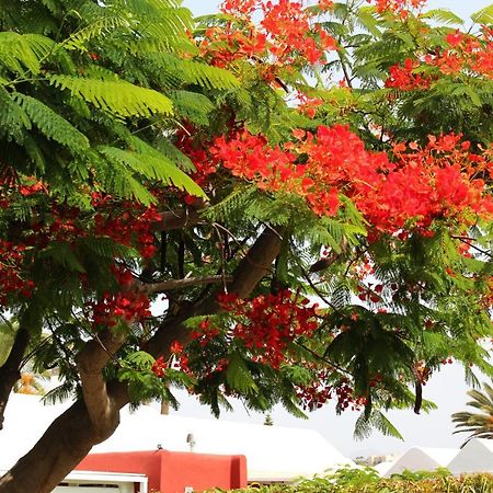 Albaricoques Vivac Bungalow San Bartolomé Esterno foto