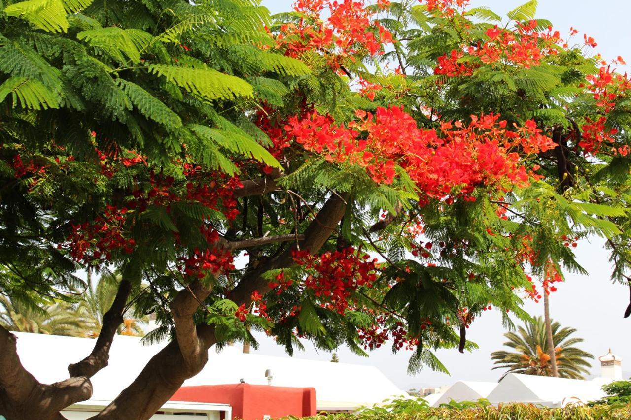 Albaricoques Vivac Bungalow San Bartolomé Esterno foto